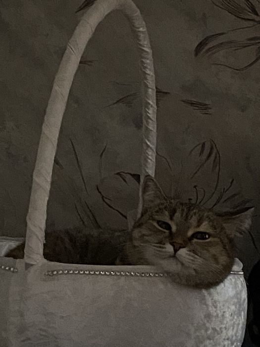 отдаем кошку в добрые руки