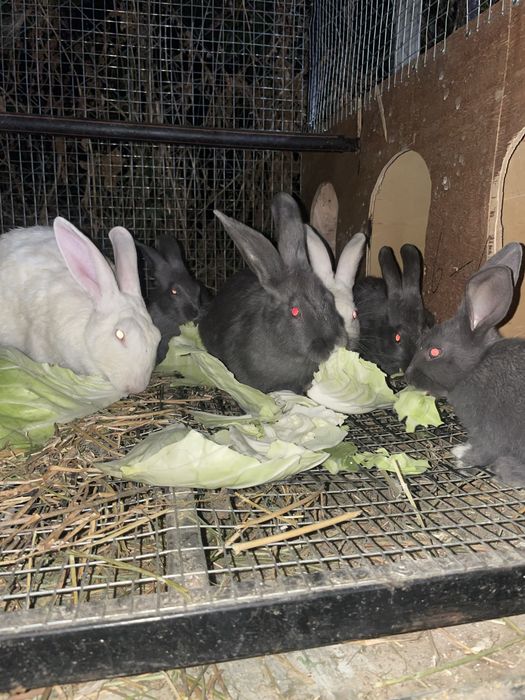Quyonlar sotiladi