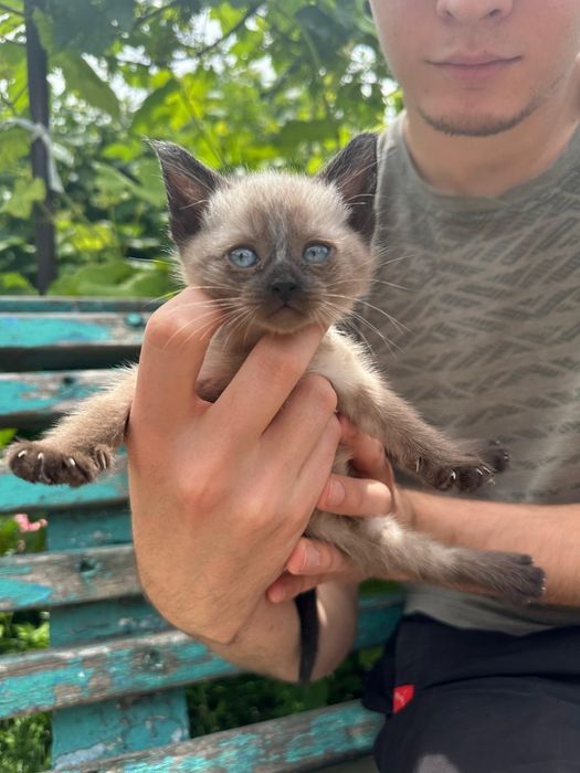 Отдам котят в добрые руки.