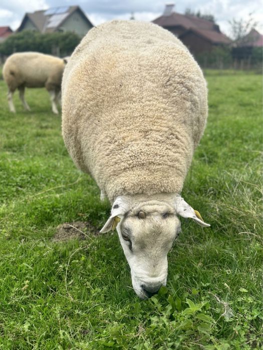 Ovine Rasa TEXEL de Vânzare: Oi, Berbeci și Tineret