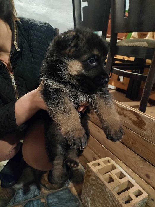 Немска овчарка   свободни - 5 мъжки и 1 женско