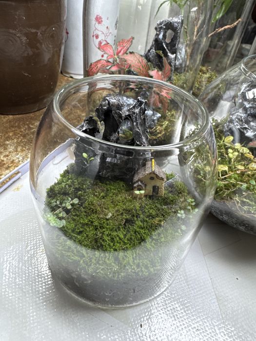 Продам закрытые  и открытые флорариумы