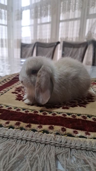 Кролик декративный