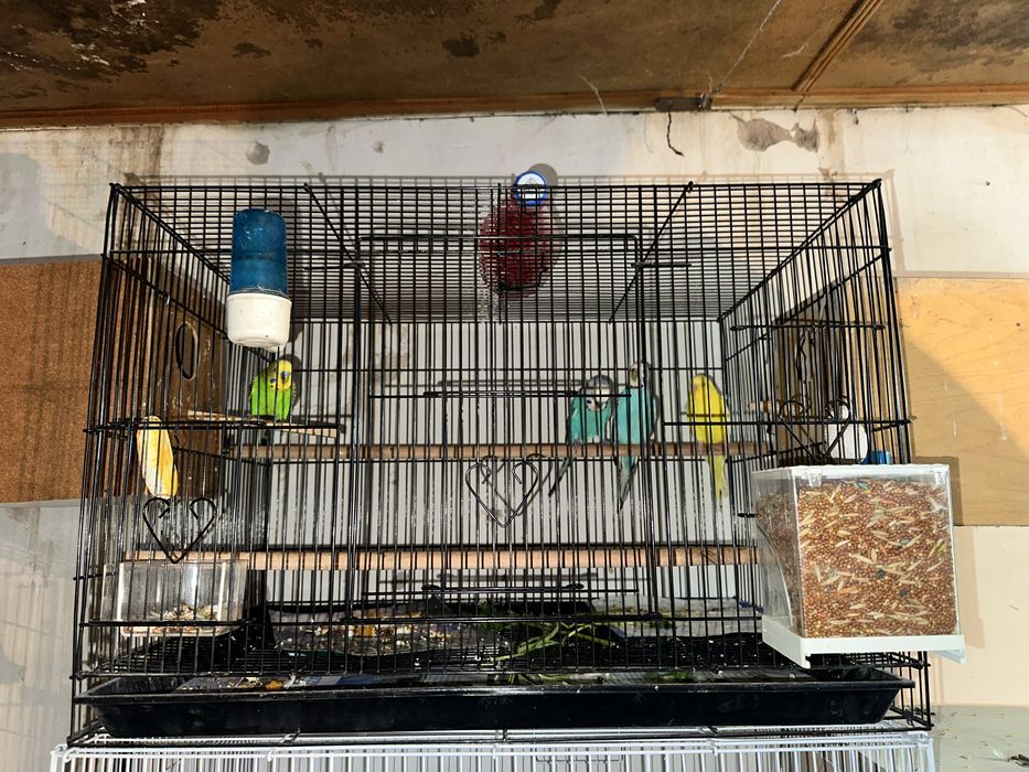 Toti xammasi qafaslari blan xammasi ozni pari blan tayyor