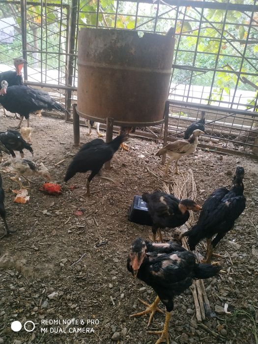 Joʻjalar 3 oylik boʻldi