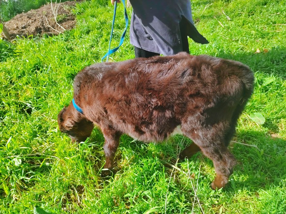 Mol SUT BERADI 10 LITIR BOLASI BUQACHAYahshi yidi yishidan momo yoq