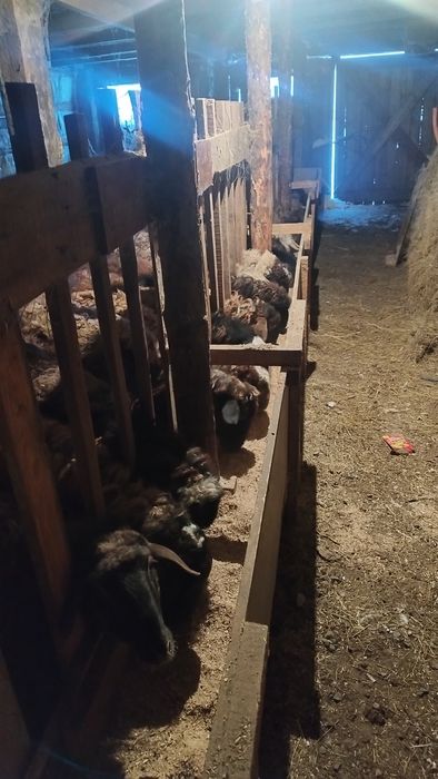 Қой, тоқты сатамын