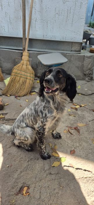 Щенки Русский- спаниель