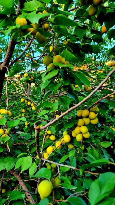 Продам саженцы абрикоса