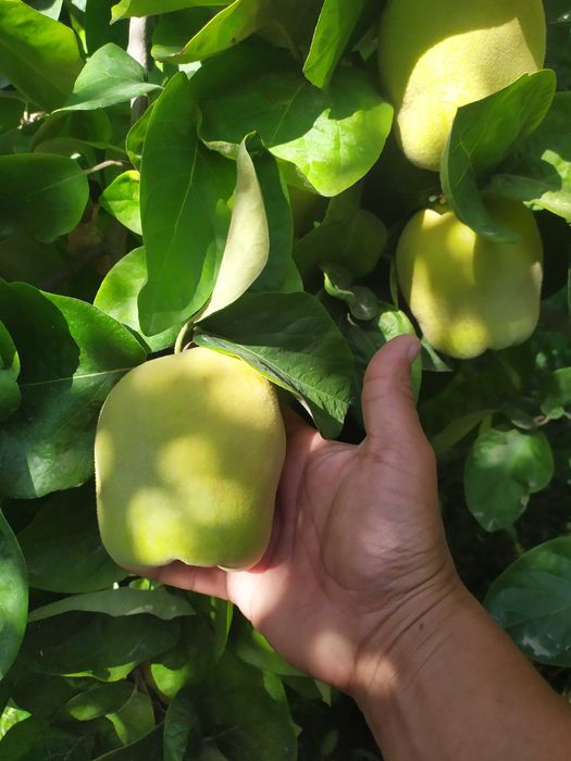 Бехи кучатлари дехкондан биринчи Кул.