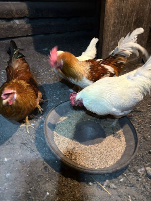 Продам петухов !