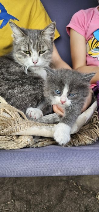 Котята ищут дом срочно