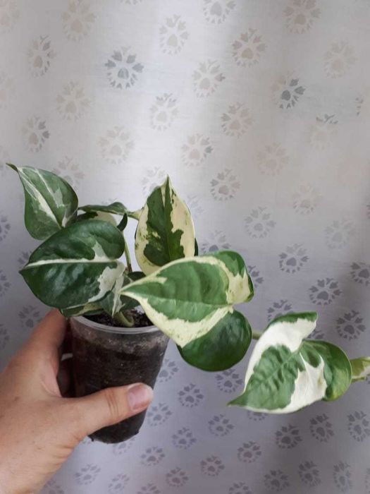 Сциндапсус, Scindapsus