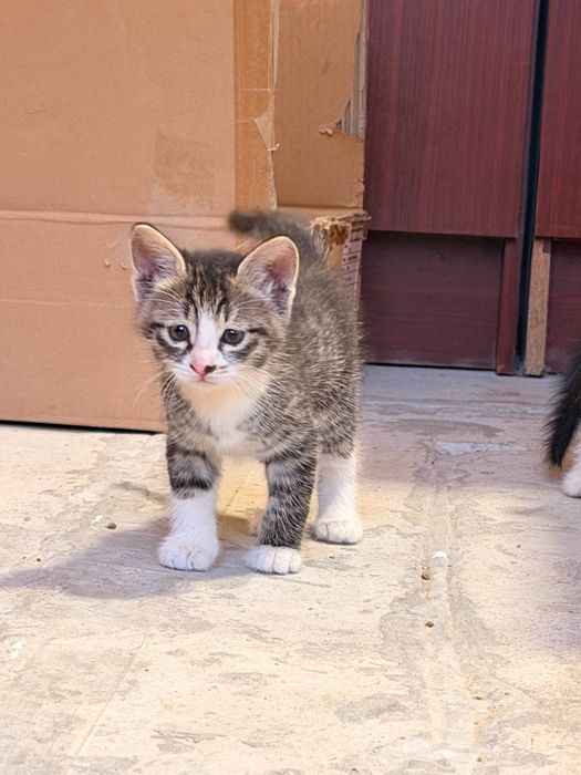 Котятки в добрые руки