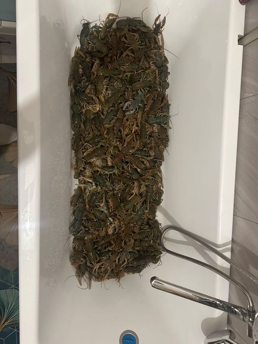 Продам раки Микс