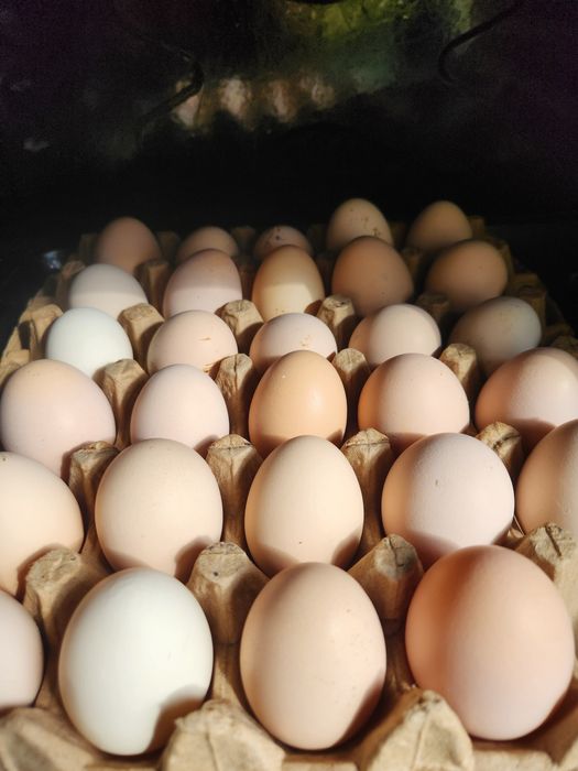 Brama Tuxumlar sotiladi