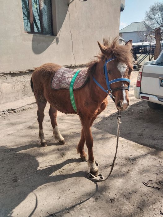 Тай апрельде 1 жас