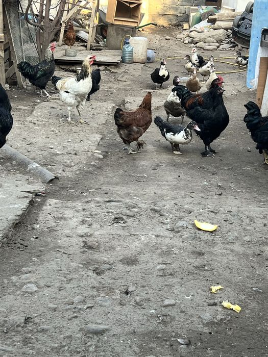 Домашний Петухи, Куры, Утки