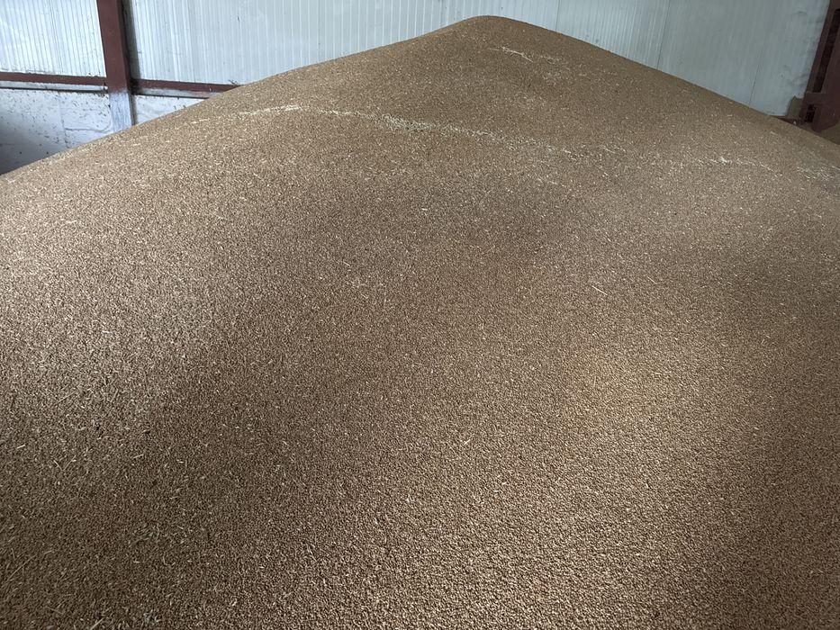 Grau , porumb, Floarea Soarelui recolta 2025