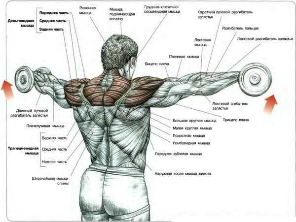 Impulse IFP1103
Дельтовидные стоя