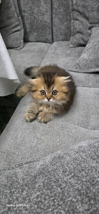 Котенок шиншилла мальчик