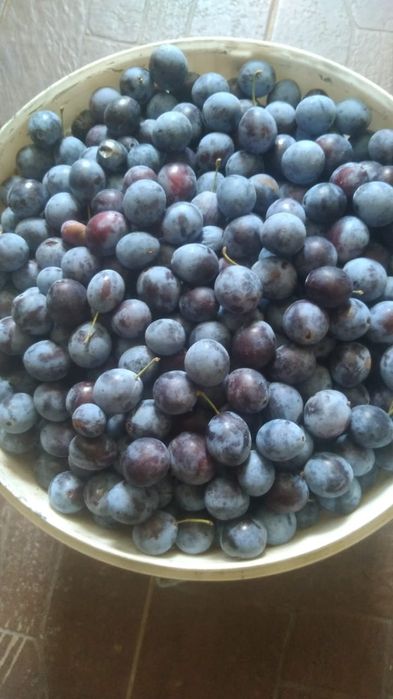 Проддам дачу с/о Химик