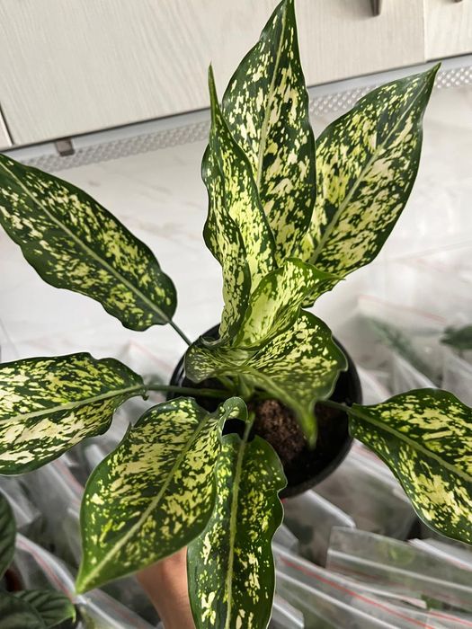 Комнатные растения