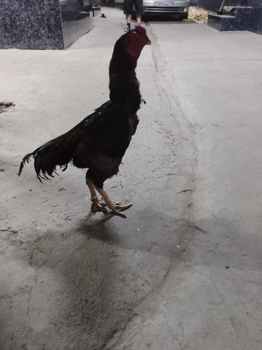 Дакан туляк кораз сатылад