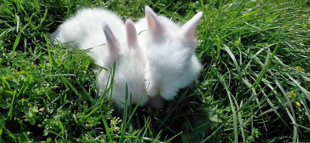 Pui iepure cap de leu