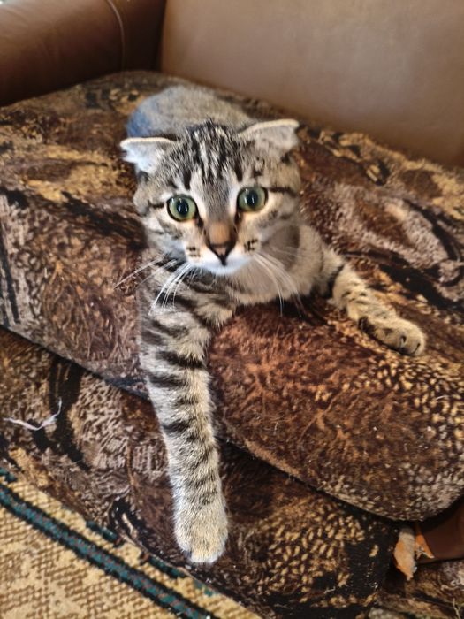 Отдам даром в добрые руки