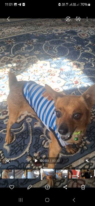 песик той ищет подругу