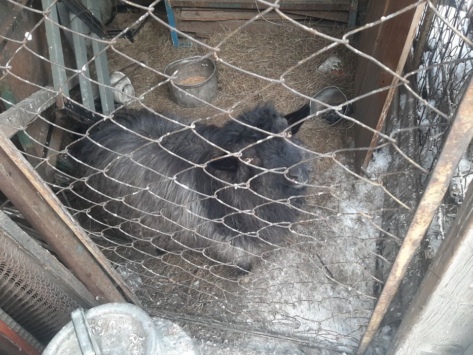Продам Козлика ручного