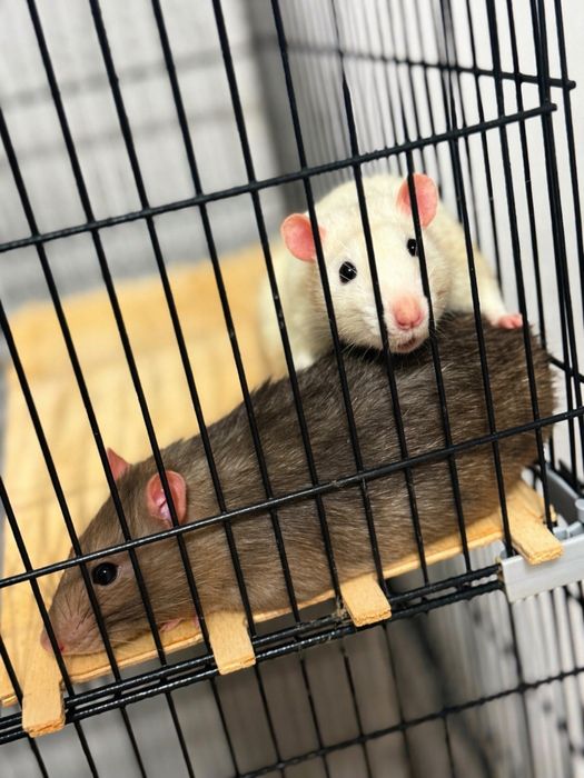 Дамбо крысы 2 мальчика