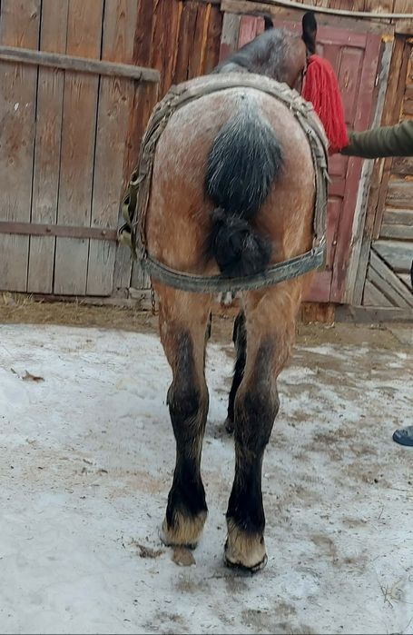 De vânzare cal castrat