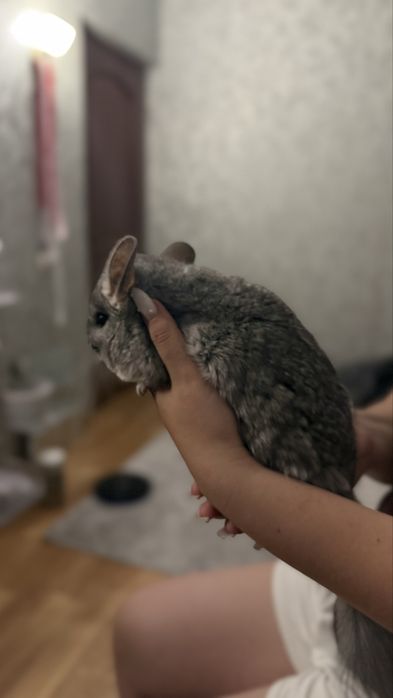 Продам Шиншиллу