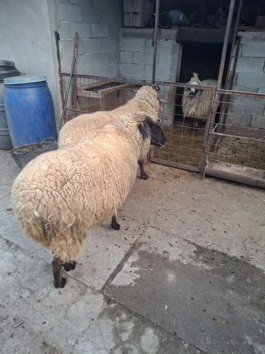 Vând două oi sufolk