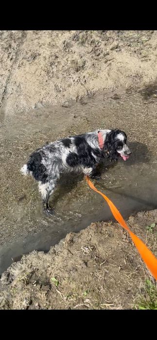 Продаю руский спаниель