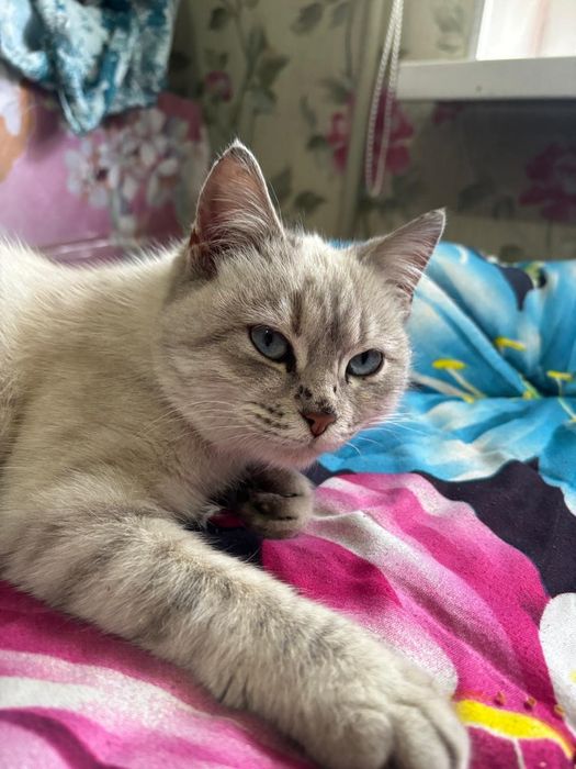 Метис британец с сиамской