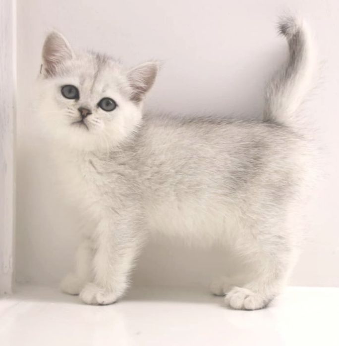 Бриташки очаровашки  зеленоглазые