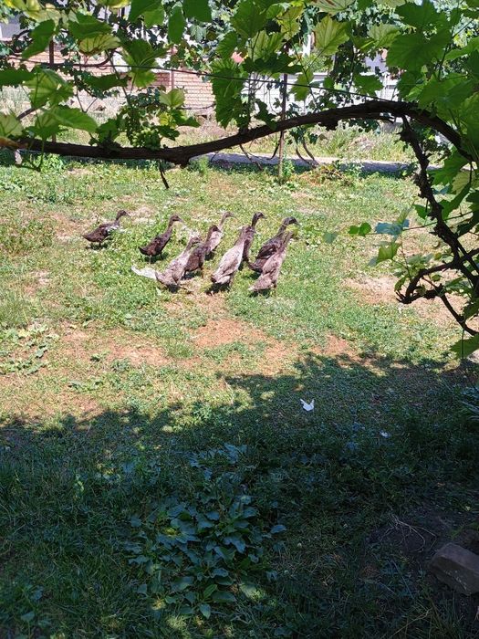 Rațe indiene, alergatoare