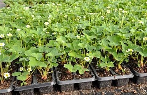 Рассада Клубники Оптом для Агробизнеса