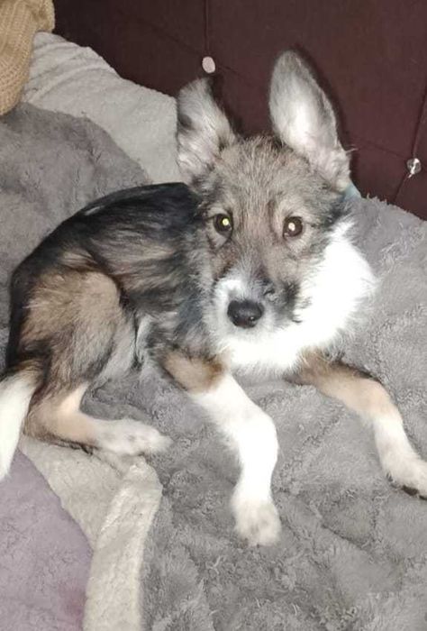 Домашние Собаки и щенята!!