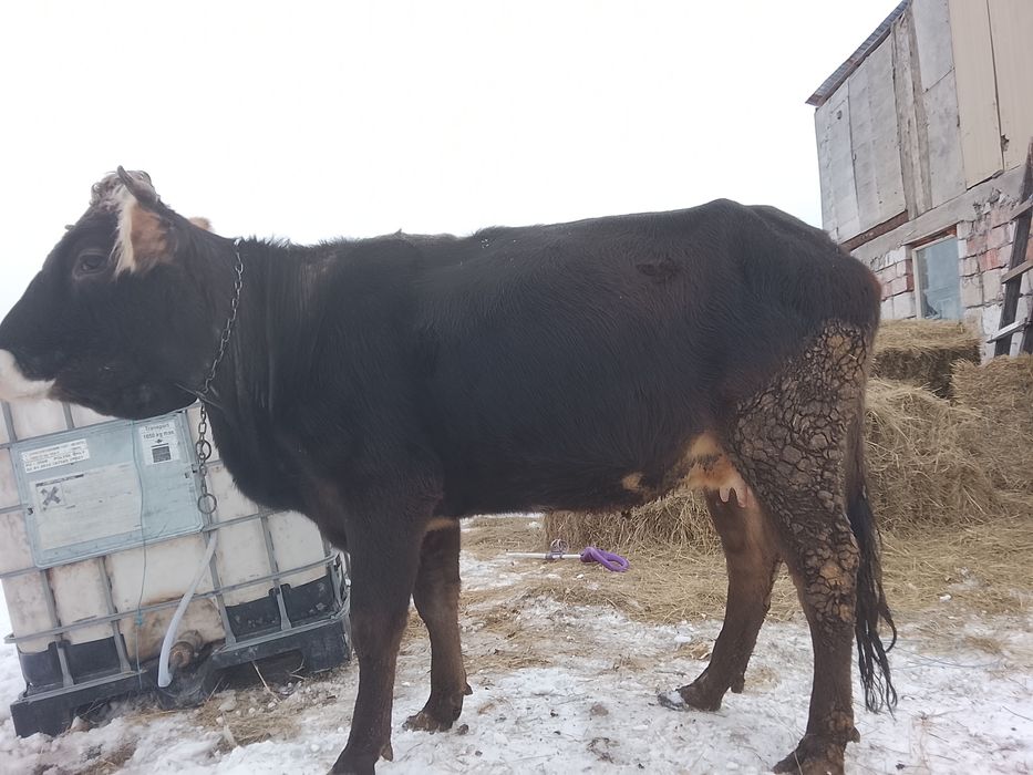 Vând junică cu primul vițel vine cu al doilea vițel este gestantă