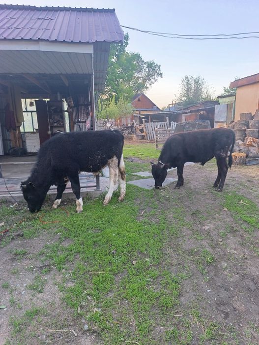 Продам бычков ..