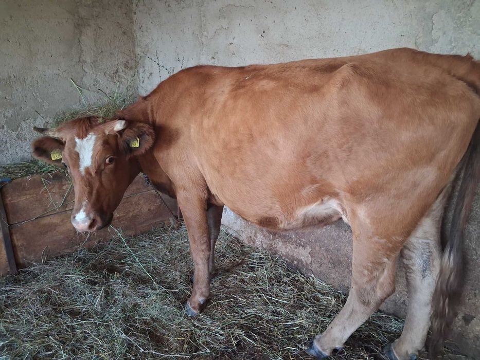 Vaca de vanzare .