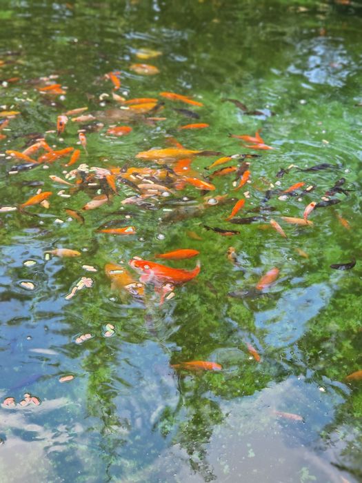 Lichidez iaz cu pesti  mici  și mai mari