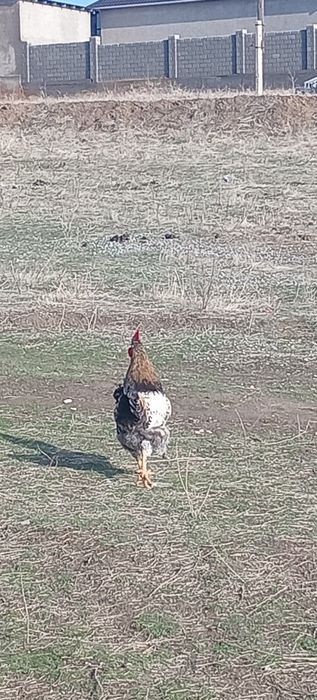 Қораздар сатылады