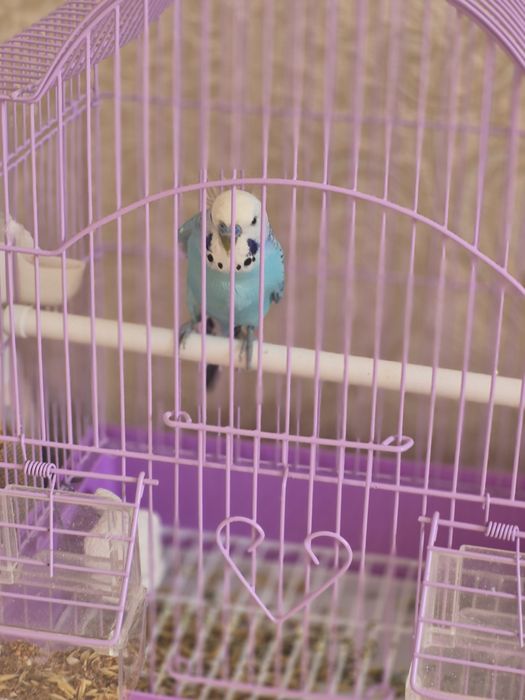 Продам попугая с клеткой