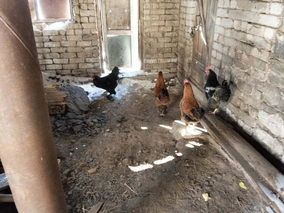 Продается петухи.