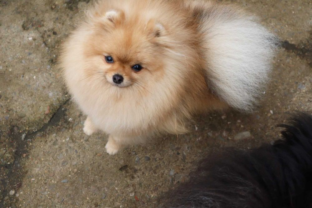 Миниатюрно момиченце померан с родословие FCI